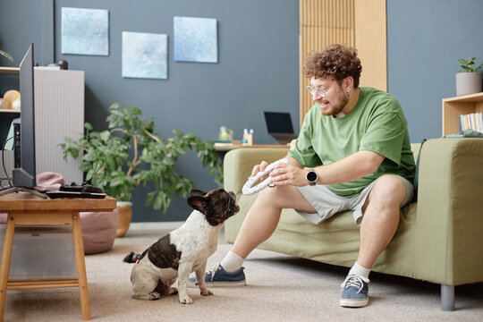 Caucasian young adult man sitting on sofa playing tug of war with French Bulldog using ring toy, smiling and engaging with pet in modern living room, television and plants visible