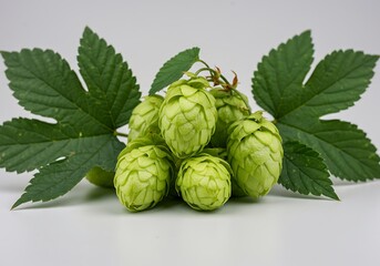 Fototapeta premium Hops Harvest: Verdant Bounty
