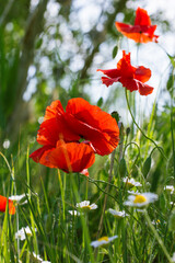Red poppy or Papaver rhoeas flower, family poppy (Papaveraceae),  is an annual herbaceous flowering plant, in full bloom, in natural sunlight, symbolizing beauty.