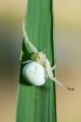 Female Spider Misumena vatia, a species of crab spider from the large genus Misumena.