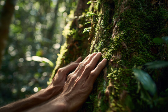 Gentle hands moss tree bark rainforest sunlight nature texture calm touch forest green