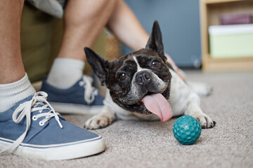 French bulldog lying on carpet with tongue out near blue rubber ball, adult Caucasian man sitting...