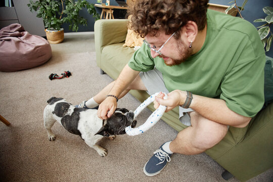 Young adult Caucasian man playing tug of war with French Bulldog indoors, smiling and leaning forward while holding ring toy, dog pulling enthusiastically on other end - Powered by Adobe