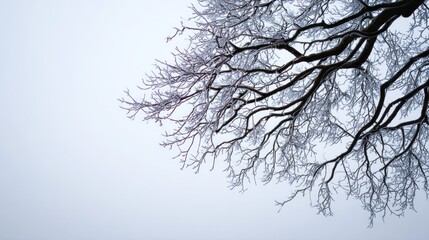 Fototapeta premium Frosty Embrace: Intricate Winter Branches Against a Misty Sky