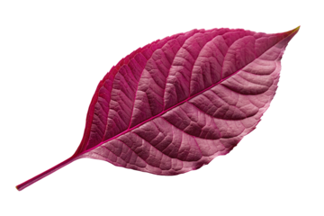Stunning pink leaf on black background isolated for natural plant texture and design inspiration
