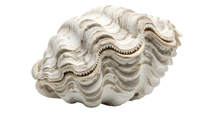 A large and intricately patterned clam shell, isolated on transparent background, showcasing the beauty and diversity of marine life in the ocean depths