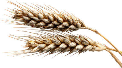 Two Wheat Stalks on Black Background