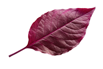 Closeup of a vibrant purple leaf isolated on black background showing natural texture and detail
