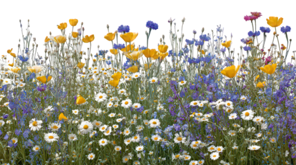 Vibrant Wildflower Meadow with Daisies Poppies and Cornflowers