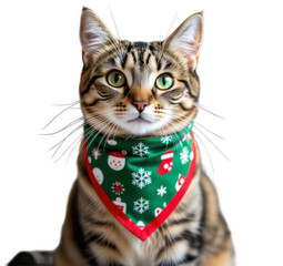 A cat wearing a pet bandana with a Christmas pattern.