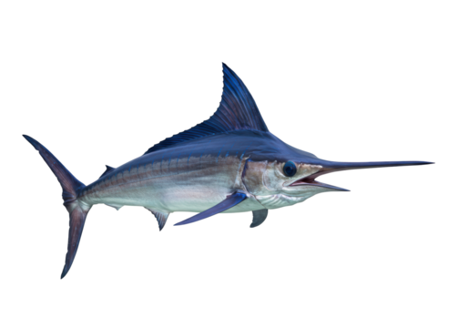 Isolated marlin with its spear-shaped bill, a predatory fish from the open ocean waters