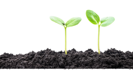 Two Young Seedlings Growing from Rich Dark Soil with Fresh Green Leaves on a Transparent Background