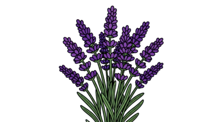 Lavender flowers illustration with transparent background for floral designs