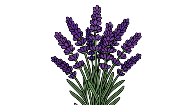 Lavender flowers illustration with transparent background for floral designs
