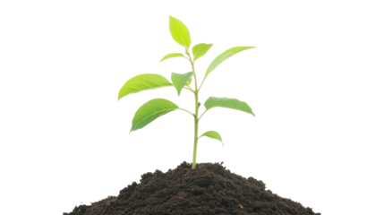 Young Green Seedling Growing Out of Rich Soil Isolated on Transparent Background