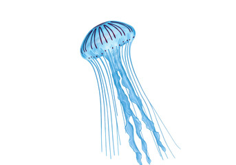 Isolated blue jellyfish illustration in the ocean with delicate tentacles underwater life