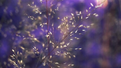 Scenic close up of grass and purple plants moving in the wind at NYC Highway Park, cinemagraph.