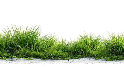 Lush Green Grass Border with Transparent Background