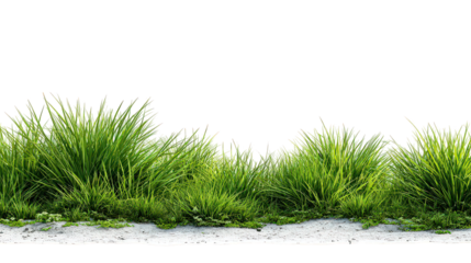 Lush Green Grass Border with Transparent Background
