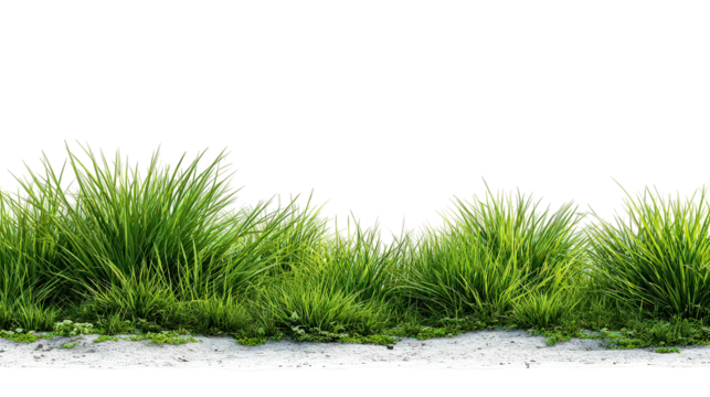 Lush Green Grass Border with Transparent Background - Powered by Adobe