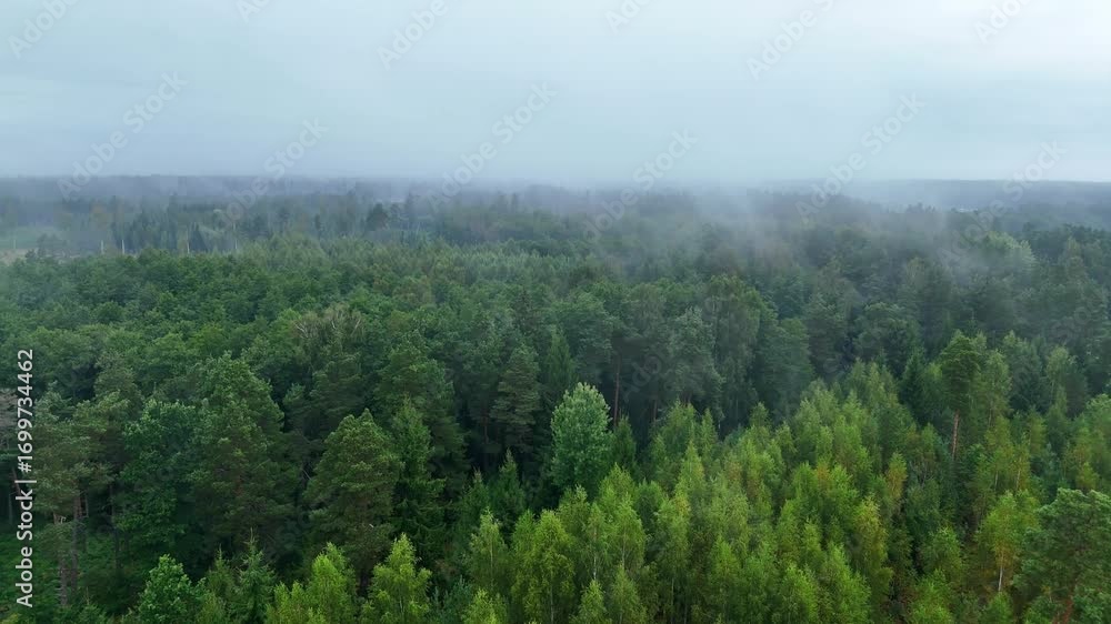 Poster aerial view of misty pine tree canopy with fog above endless forest, serene and tranquil atmosphere.
