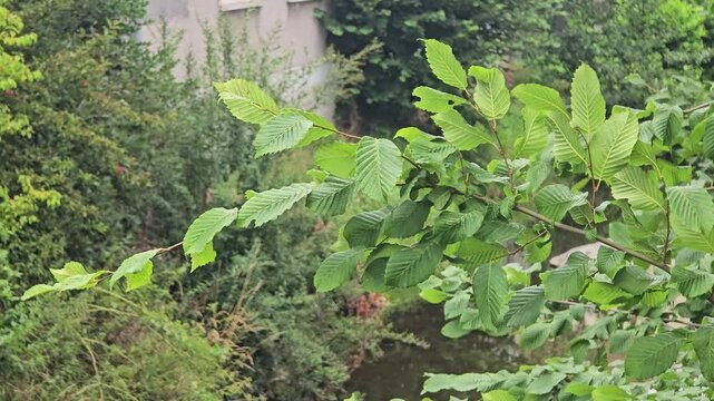 Corylus avellana hazel leaves swaying strongly in summer breeze.