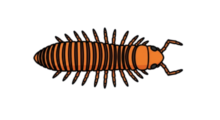 Orange striped millipede illustration