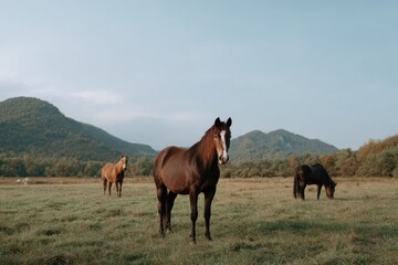 Rural Simplicity in Sunlit Meadow and Rolling Hills