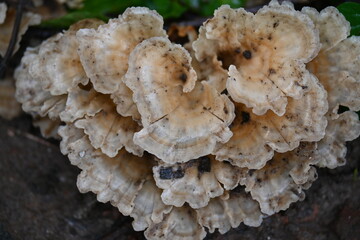 Podoscypha petalodes. It  is a widely distributed species of fungus in the family Meruliaceae. Its common names wine glass fungus, and ruffled paper fungus.
