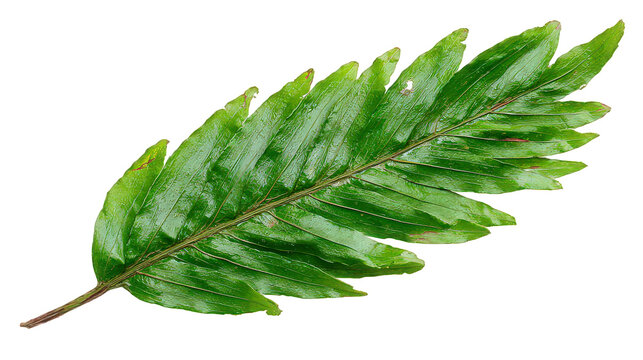 Green Fern Leaf with Detailed Texture on Transparent Background