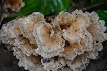 Podoscypha petalodes. It  is a widely distributed species of fungus in the family Meruliaceae. Its common names wine glass fungus, and ruffled paper fungus.
