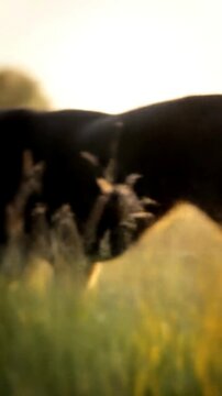 Dynamic Cinematic Reveal of an Alert Black and Tan Australian Kelpies Intense Gaze.  Vertical Video Format