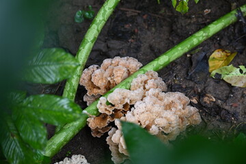 Podoscypha petalodes. It  is a widely distributed species of fungus in the family Meruliaceae. Its common names wine glass fungus, and ruffled paper fungus.
