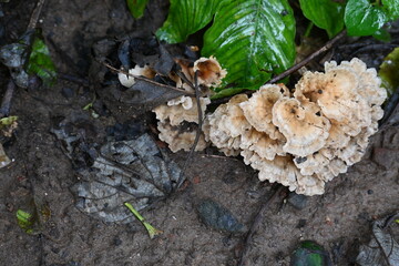 Podoscypha petalodes. It  is a widely distributed species of fungus in the family Meruliaceae. Its common names wine glass fungus, and ruffled paper fungus.
