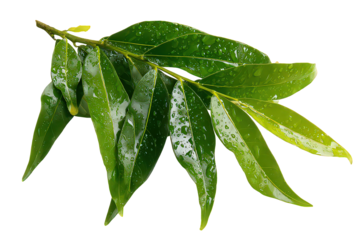 Lush Green Leaf with Dew Drops on Transparent Background