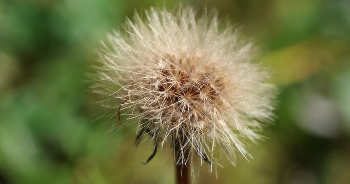 Il Crespigno &ndash; Sonchus oleacerus