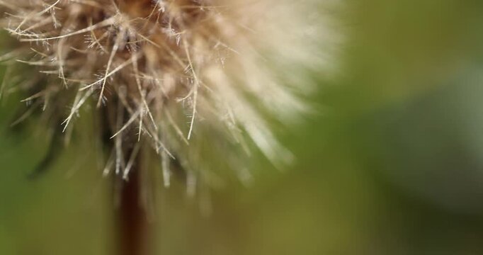 Il Crespigno &ndash; Sonchus oleacerus