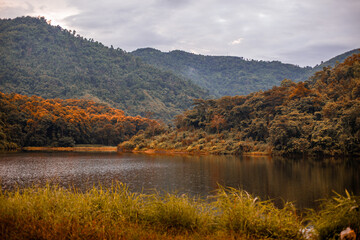 Close-up of natural atmosphere background with various trees growing along the edge of the mountain, bananas, moss ferns along the natural waterfall and cool breeze blowing through.