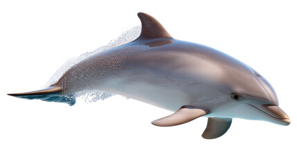 Obraz premium Graceful Dolphin: A sleek dolphin glides through the water, its smooth skin glistening as it embodies marine elegance and aquatic wonder.