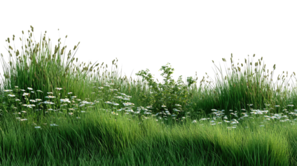 Lush Green Field with Wildflowers: A vibrant and serene landscape showcasing a field of lush green grass interspersed with delicate wildflowers, evoking a sense of natural beauty and tranquility.