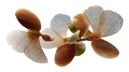 Elegant Winged Seeds: The close-up shot highlights the detailed structure of the seeds, a reminder of nature's beauty and the intricate design of seed dispersal.