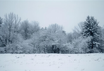 landscape snow covered trees in the winter