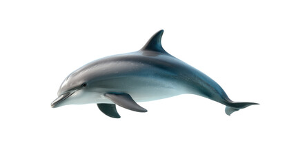 Fototapeta premium Graceful Dolphin Portrait: A solitary dolphin elegantly swims in a tranquil aquatic environment, its streamlined form and playful nature. The image captures the essence of marine life.