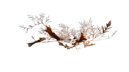 Elegant Coastal Driftwood: A stunning piece of weathered driftwood gracefully adorns a serene backdrop, evoking the timeless beauty of the coastal environment, highlighting nature's enduring artistry.