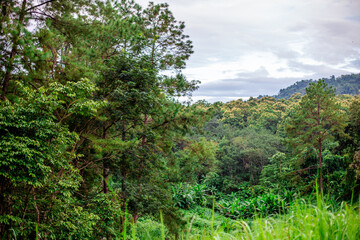 Close-up of natural atmosphere background with various trees growing along the edge of the mountain, bananas, moss ferns along the natural waterfall and cool breeze blowing through.