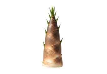 Fresh bamboo shoot isolated on transparent background, a young culm that emerges from the ground, used as vegetable in numerous asian cuisines