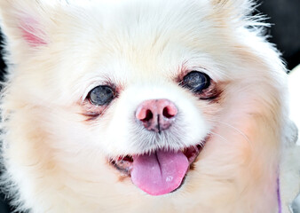 Close up portrait of Chihuahua dog smile