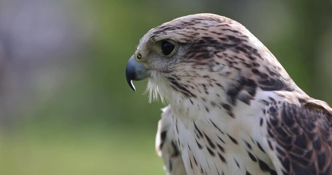 Falco cherrug is a large falcon species. Close-up