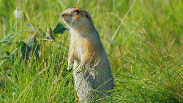 The European ground squirrel or Spermophilus citellus looks around on the natural habitat in the summer green field