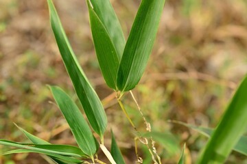 Phyllostachys edulis, called Juksundae in Korea, is a giant bamboo species from China and Taiwan. It produces edible shoots and has tall green culms valued for multiple uses.